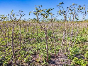 Dia de Campo da Mandioca terá palestra sobre alternativas para controle de plantas daninhas