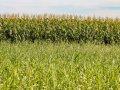 Trincheira do Giro do Milho 2023 na Fazenda São Francisco, do Grupo Antonini, será escavada entre talhões de plantas de cobertura e milho / Divulgação