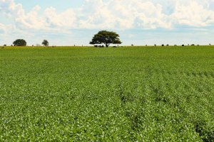 Reportagem especial da Embrapa conta linha do tempo que transformou Brasil em maior produtor mundial de soja